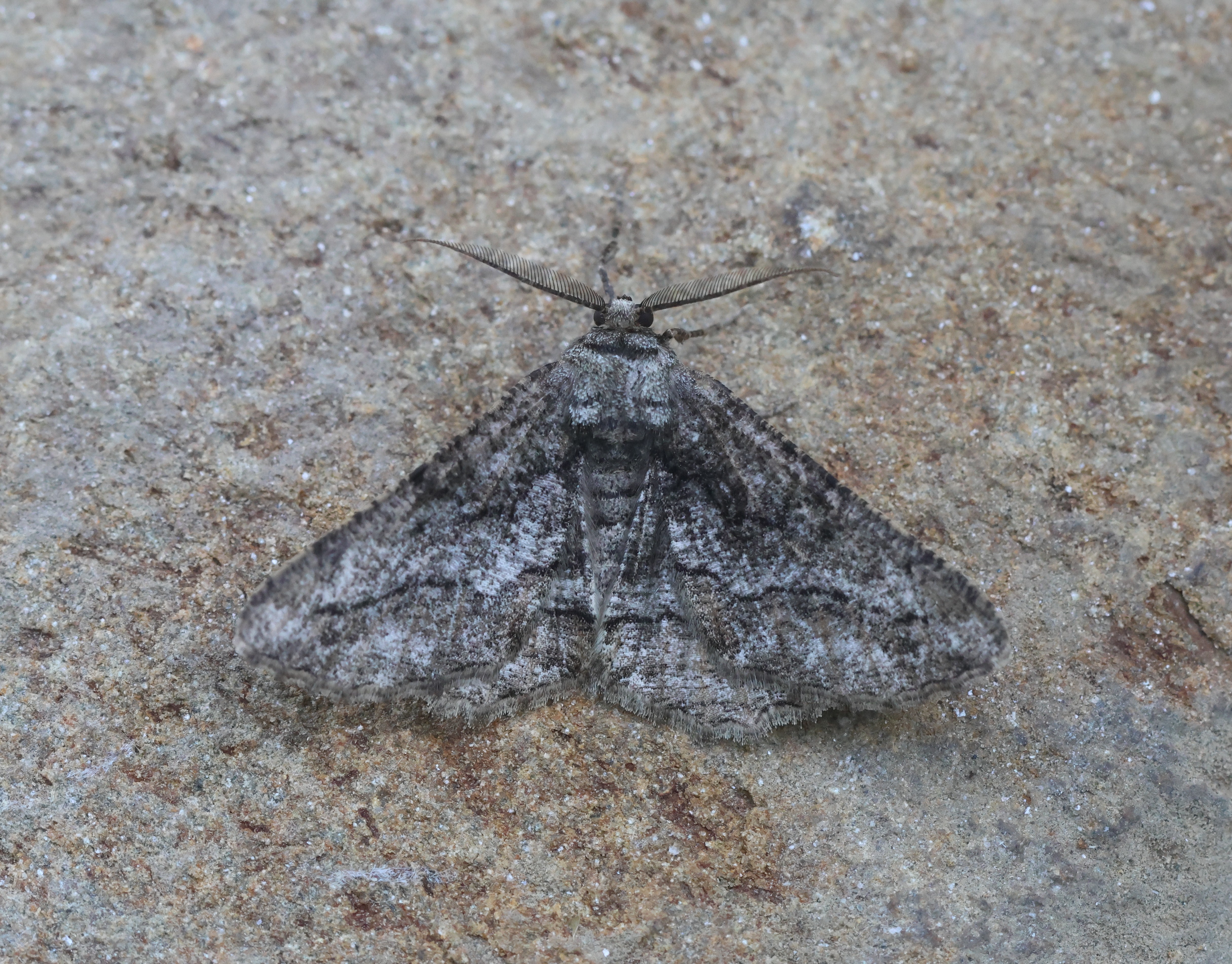 Photo of Synopsia sociaria